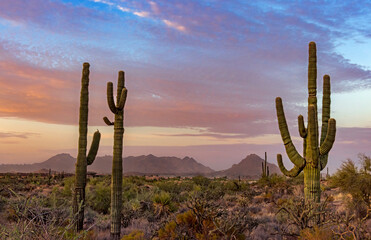  Sunrise Scene In Scottsdale Arizona Desert With Saguaro Cactus