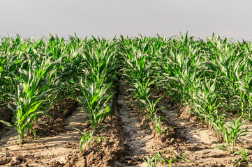 corn fields dry up without watering