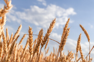 Ripe ears of wheat against the blue sky