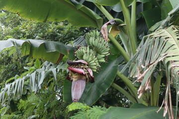 Bananas fruits hanging on the tree