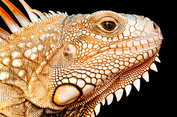iguana on white background