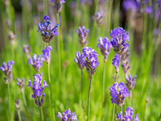 Closeup of lavender flowers in a garden