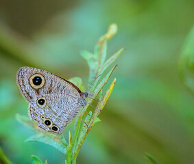 Common Fourring butterfly on green leaf