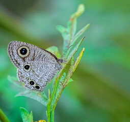 Common fourring, Ypthima huebneri, butterfly feeding on flowers