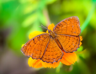 Angled Castor, Ariadne ariadne butterfly feeding on flowers