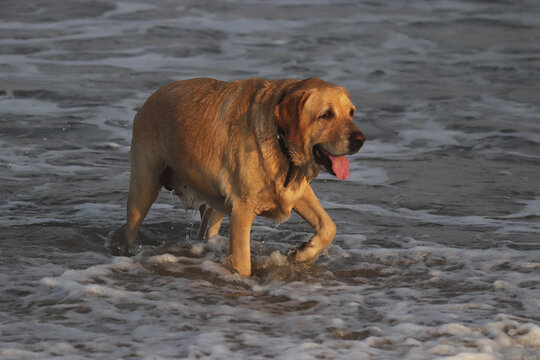 Joyfully playing in sea of dog