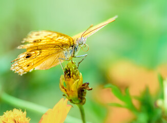 Peacock pansy, Junonia almana, butterfly feeding on flowers