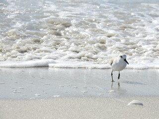 Snowy Plover