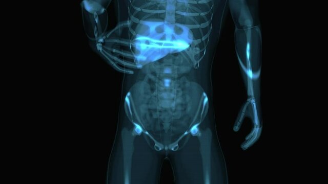 4K anatomy concept of the liver