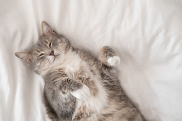 Cute, fat cat sleeping, lounging on the bed, in the summer heat. Siesta. Top view. - obrazy, fototapety, plakaty