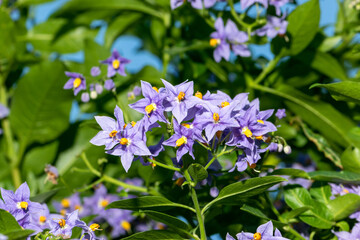 Purple flowers of Chilean potato tree or Solanum crispum Glasnevin