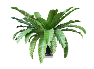 Bird's nest fern or Asplenium nidus isolated on white background.