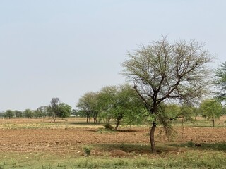 Acacia tree in the fields