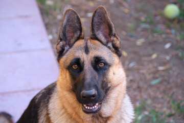 Portrait of German Shepherd
