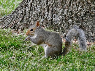 Squirrels in Kansas