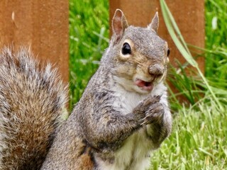 Squirrels in Kansas