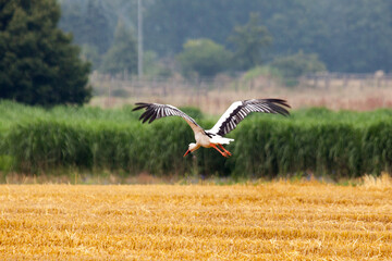 Wei&szlig;storch in der Luft