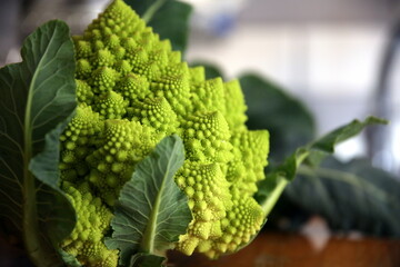 Selective focus of the inflorescence and leaves of 