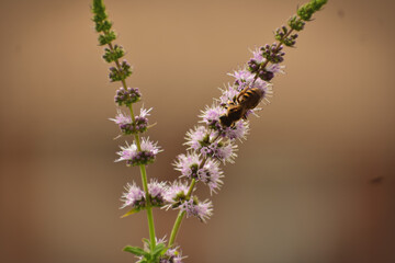 bee on flower