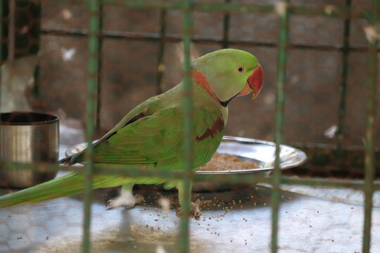 Parrot disabled in the nest