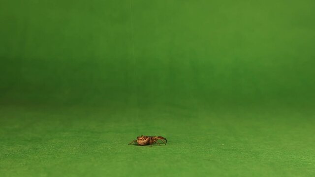 Crab spider hanging on its silk on a green background..
Spider hanging by a thread isolated.
It's also called flower crab spider.
 insects, insect.
bug, bugs.
animal, animals.
wildlife, wild nature