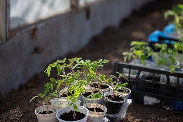 Young green tomato seedling in the greenhouse