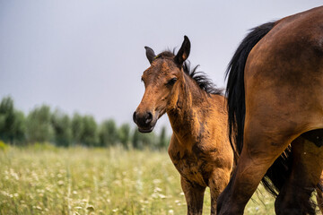 horse in the field