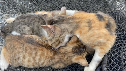 子猫, 子猫, 動物, お気に入りの, かわいい, 猫科の, 家庭の, 毛皮, タビー,...