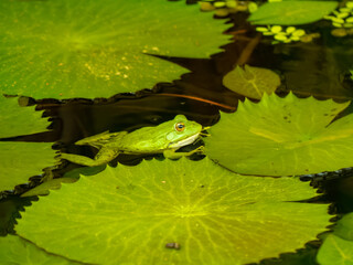 frog in the water