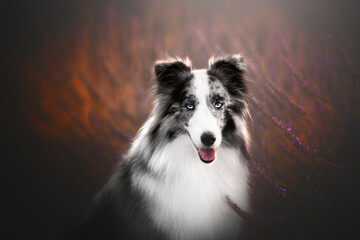 shetland shepherd in a lavender field