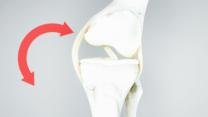 Knee surgery, torn tendon repair, ligament repair, pins, bone drilling, Meniscus, Patella, knee joint, cruciate ligament of the knee, knee surgery, meniscus, hip, 3D render of human anatomy