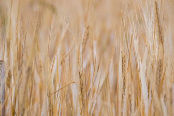 An ear of ripe wheat. Ripe wheat field. Yellow ripe wheat on the farm.