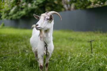 White goat with large horns eats grass in a village meadow. Summer or spring.