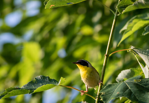 Gelbkehlchen Bilder Durchsuchen 624 Archivfotos, und