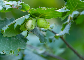 Green hazelnut on a bush. Green walnut on the farm.