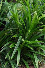 Obraz premium Looking at the leaves makes me feel more comfortable and refreshed