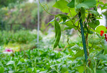 Green bean pods on a bush growing in a garden bed.