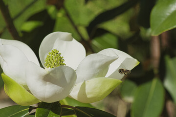 magnolia flower and bee ..