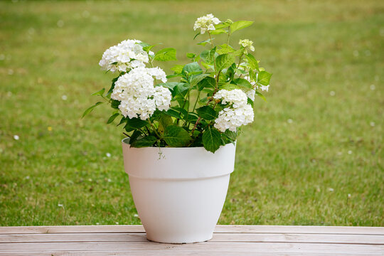 white hydrangea in a white pot on a green background. White small hydrangea flower
