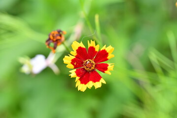 梅雨の時期に咲くハルシャギク