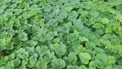 green leave background top view