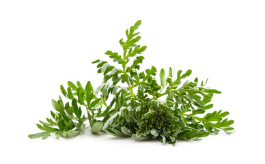 Beautiful green wormwood.