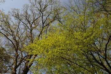 Communal forest of Saint-Pierre-Lès-Elbeuf