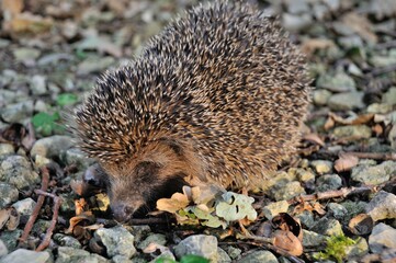 Hedgehog in the driveway of a garden