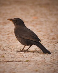 blackbird on the ground
