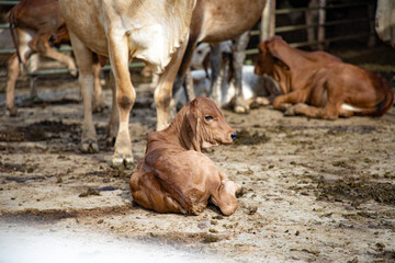 Granja con animales ternero en granja