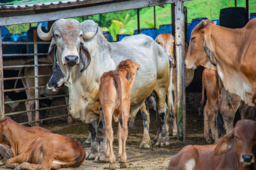 Bovino y ternero en granja