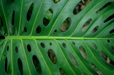 Fototapeta na wymiar Fresh tropical leaf texture from the Peruvian jungle. Ecology and environment protection concept