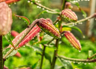 Knospen im Regen