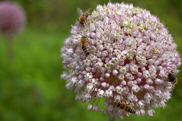 Bees on a leek flower inflorescence. Insects on pale lavender allium flowers Allium ampeloprasum.